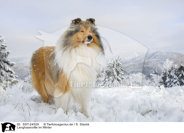 Langhaarcollie im Winter / SST-24529