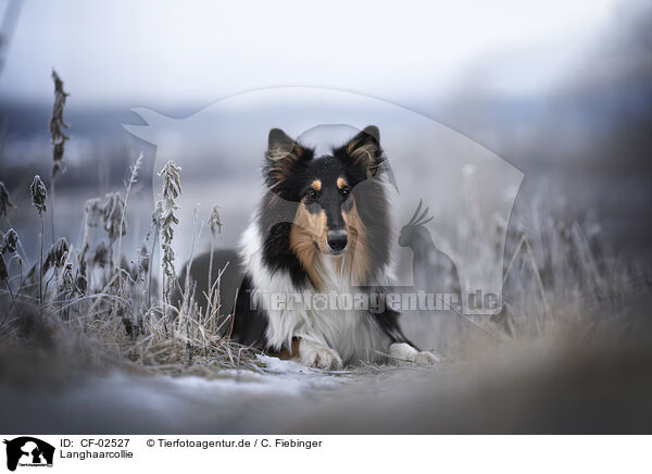 Langhaarcollie / longhaired Collie / CF-02527