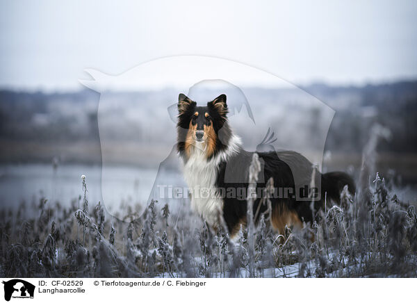 Langhaarcollie / longhaired Collie / CF-02529