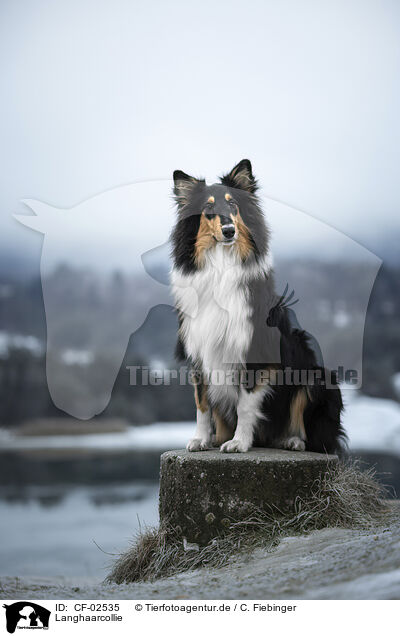 Langhaarcollie / longhaired Collie / CF-02535