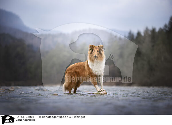 Langhaarcollie / longhaired Collie / CF-03007