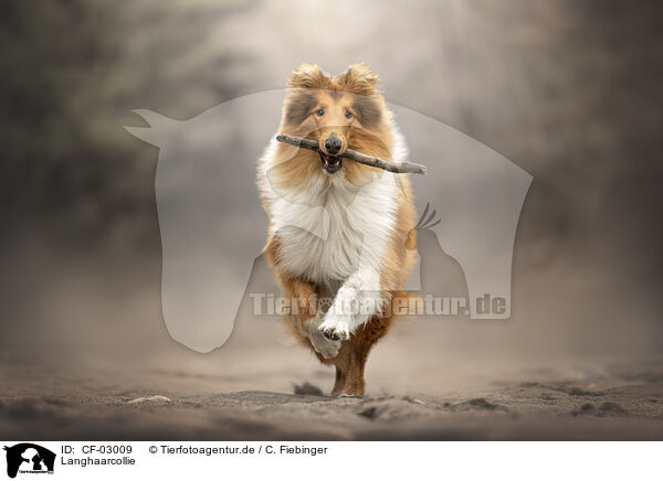 Langhaarcollie / longhaired Collie / CF-03009