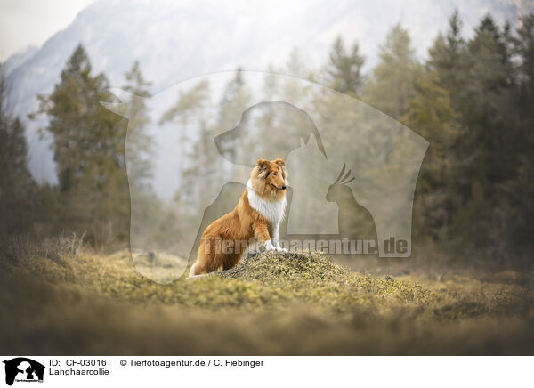 Langhaarcollie / longhaired Collie / CF-03016