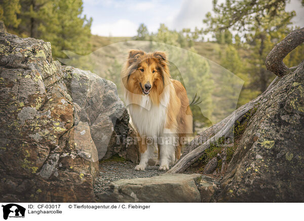 Langhaarcollie / longhaired Collie / CF-03017