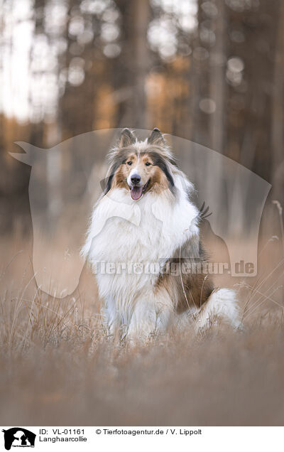 Langhaarcollie / longhaired Collie / VL-01161