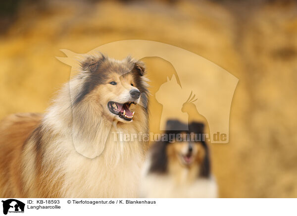 Langhaarcollie / longhaired Collie / KB-18593