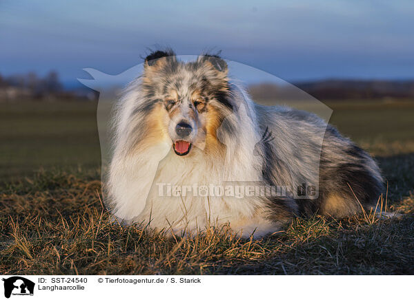 Langhaarcollie / longhaired Collie / SST-24540