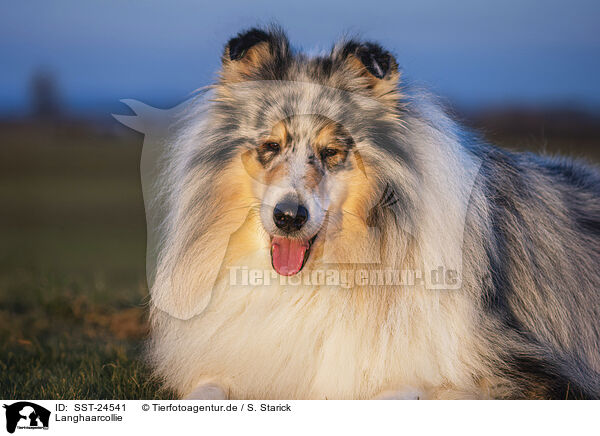 Langhaarcollie / longhaired Collie / SST-24541