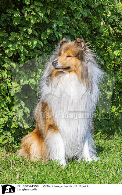 Langhaarcollie / longhaired Collie / SST-24550
