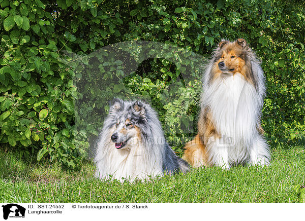 Langhaarcollie / longhaired Collie / SST-24552