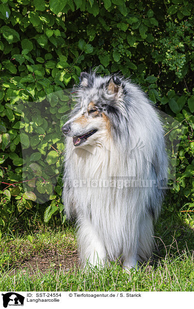 Langhaarcollie / longhaired Collie / SST-24554