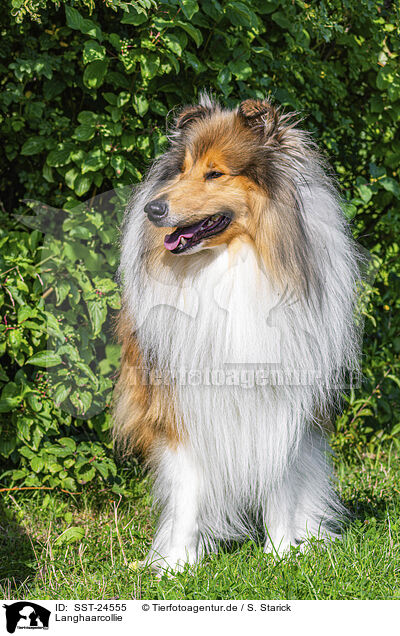 Langhaarcollie / longhaired Collie / SST-24555