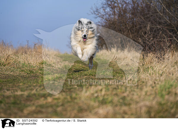 Langhaarcollie / longhaired Collie / SST-24592