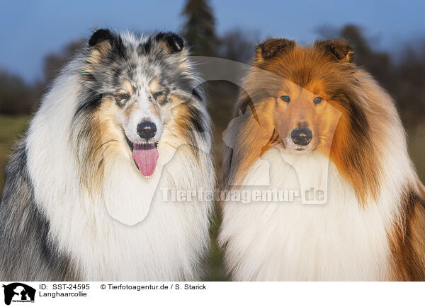 Langhaarcollie / longhaired Collie / SST-24595