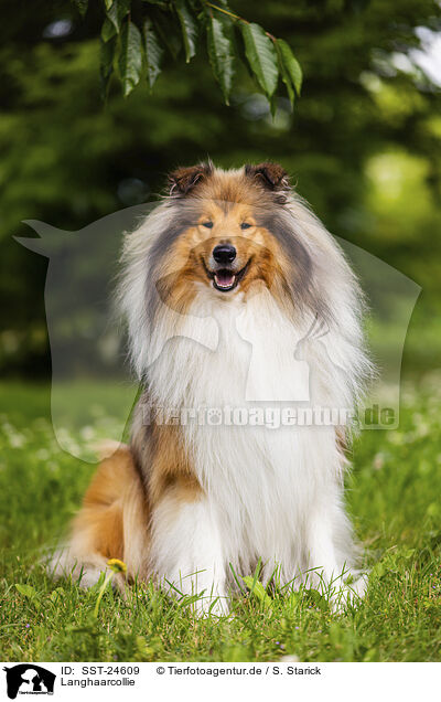 Langhaarcollie / longhaired Collie / SST-24609