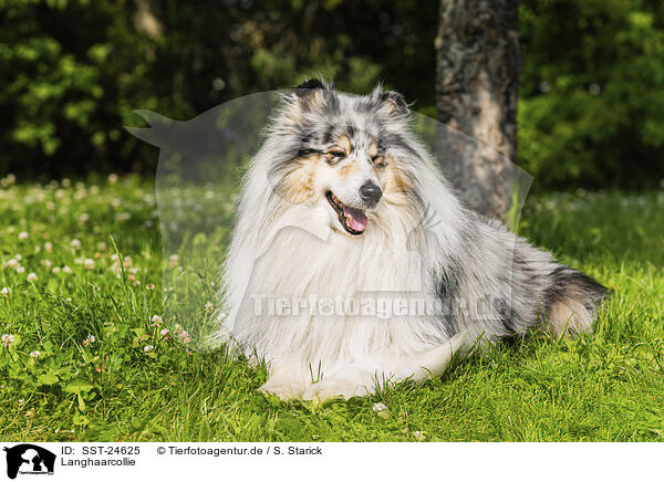 Langhaarcollie / longhaired Collie / SST-24625
