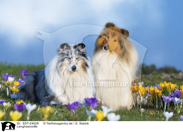 Langhaarcollie / longhaired Collie / SST-24628