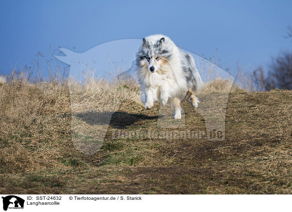 Langhaarcollie / longhaired Collie / SST-24632