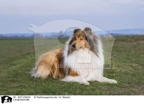 Langhaarcollie / longhaired Collie / SST-24634