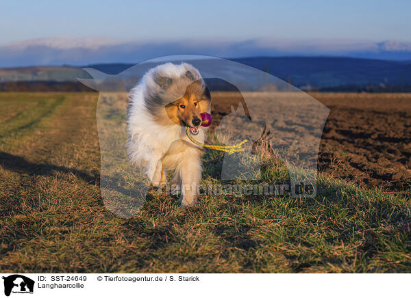 Langhaarcollie / longhaired Collie / SST-24649