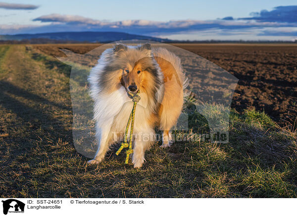 Langhaarcollie / longhaired Collie / SST-24651