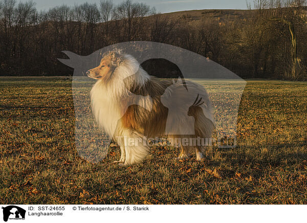 Langhaarcollie / longhaired Collie / SST-24655