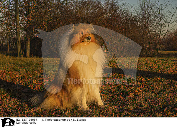 Langhaarcollie / longhaired Collie / SST-24657