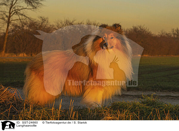 Langhaarcollie / longhaired Collie / SST-24660