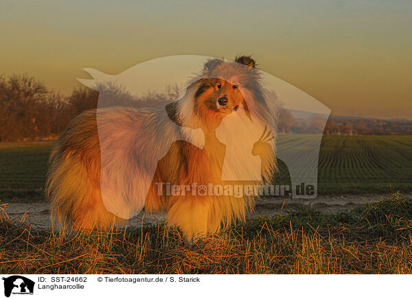 Langhaarcollie / longhaired Collie / SST-24662