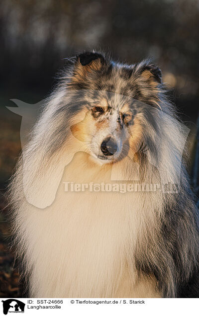 Langhaarcollie / longhaired Collie / SST-24666