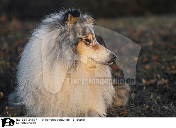 Langhaarcollie / longhaired Collie / SST-24667
