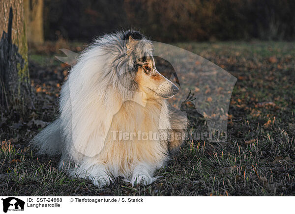 Langhaarcollie / longhaired Collie / SST-24668