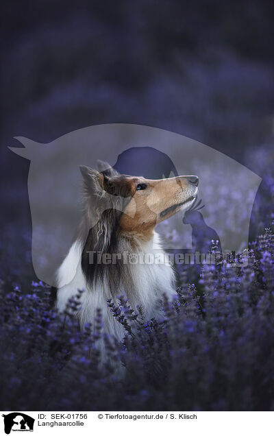 Langhaarcollie / longhaired Collie / SEK-01756
