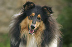 tricolor Collie Portrait