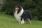 stehender tricolor Collie