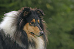 tricolor Collie Portrait