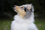 Collie Portrait