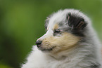 Collie Portrait