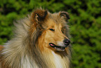 Collie Portrait