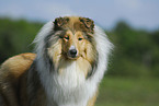 Collie Portrait