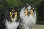 Collie Portrait