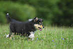 Langhaar Collie Welpe