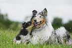 Collie Hndin mit Welpen