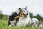 Collie Hndin mit Welpen