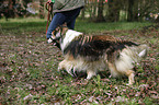 Langhaarcollie