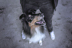 Langhaarcollie