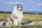 Langhaarcollie