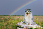 Langhaarcollie
