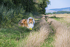 Langhaarcollie