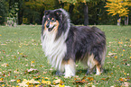 Langhaarcollie